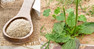 Psyllium Husk Manufacturers