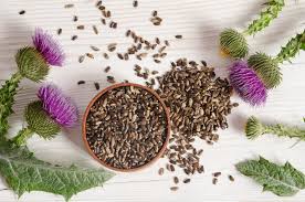 Milk Thistle Tablet Manufacturers in India 